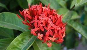 Now $118 (was $̶1̶4̶2̶) on tripadvisor: Flowers In The Dominican Republic Extreme Hotels Cabarete