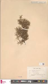 Image result for Oxygonum buchananii