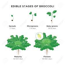 Learning how to grow broccoli usually involves some trial and error, as is shown in mother earth news' survey of most productive garden crops. Edible Stages Of Broccoli Infographic Elements In Flat Design Broccoli Plant Growing Process Including Sprout Microgreens Baby Greens Maturity And Broccoli Florets Isolated On White Background Royalty Free Cliparts Vectors And Stock