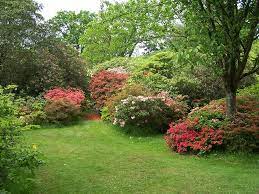 However, it only works when the plant absorbs it, and its. Weed Killer Safe For Trees And Shrubs 5 Foolproof Tips To Kill Weeds Without Hurting Trees Pepper S Home Garden