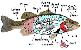 Additionally, the kinds of fish that are typically used in frying, such as haddock, tilapia, or cod, and other white fish tend to have low amounts of polyunsaturated oils. The Internal And External Anatomy Of Florida Fish Visit Florida