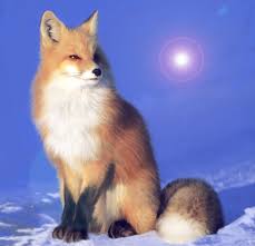 Image result for foxes images