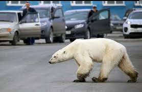 Cape churchill, manitoba, is the polar bear capital of the world. Myth And Fact ×'×˜×•×•×™×˜×¨ In Churchill Manitoba It Is Deemed Polite To Keep Car Doors Unlocked So That Townspeople Can Find A Quick Escape If They Ever Come Across A Polar Bear