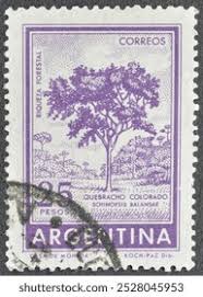 Image result for Schinopsis