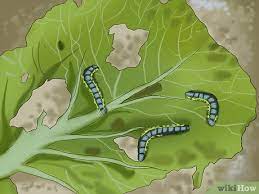 Maybe you would like to learn more about one of these? How To Keep Caterpillars Out Of The Garden 9 Steps
