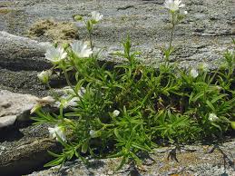 Image result for Cerastium