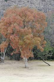 Image result for Heteropyxis natalensis