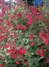 Image result for Salvia stenophylla