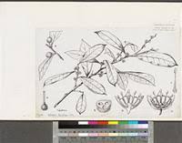 Image result for Octolepis