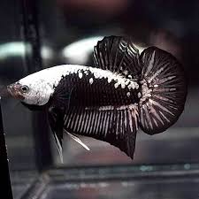 These gorgeous bettas would be a wonderful addition to any home. Betta Male Samurai Plakat Aquarium Fish For Sale Azgardens Com