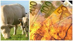 Vinetele trebuie sa aiba acel miros de fum, de prajit, pe care in. SubvenÈ›ii Bovine 2018 Apia A Inceput PlÄƒÈ›ile CÄƒtre Fermieri
