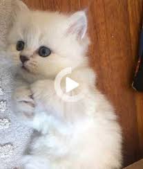 My Dictionary My British Shorthair British Longhair Kittens Cats Reserved Open Kediler Ve Yavrulari Yavru Kediler Sevimli Kediler