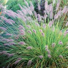 Pennisetum Alopecuroides Hameln One Of My Favourite Ornamental Grasses With A Shorter Stature 30 In Ornamental Grasses Grasses Landscaping Gravel Garden