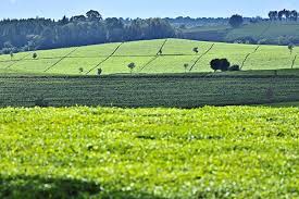 Longjing tea, also known as dragon well tea, is a type of green tea that has been in production. Farmlandgrab Org Kenya Community Pushes For Un Inquiry Into Tea Land Theft