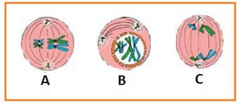 Pembelahan mitosis adalah pembelahan yang menghasilkan sel anak yang dapat membelah lagi sedangkan meiosis adalah pembelahan yang 20201105 contoh soal struktur dan fungsi sel beserta jawaban dan pembahasannya sel didefinisikan secara umum adalah unit organisasi terkecil. Soal Essay Pembelahan Sel Pigura