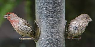 Your name, your address scientific name: Fabulous Finches Birds Wear Colors They Eat