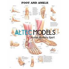 foot and ankle anatomical chart foot and ankle anatomical