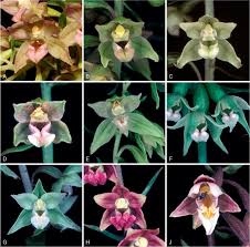 There was nothing very odd after all in putting a flower in the buttonhole of a friend. Implications Of Next Generation Sequencing For The Systematics And Evolution Of The Terrestrial Orchid Genus Epipactis With Particular Reference To The British Isles Springerlink