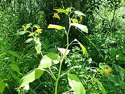Image result for Impatiens oreocallis