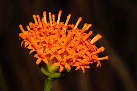 Image result for Hypericophyllum