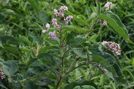 Image result for Persicaria madagascariensis