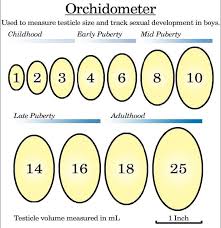 tanner stage calculator for boys growing up in the lord a