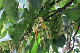 Image result for Alangium chinense