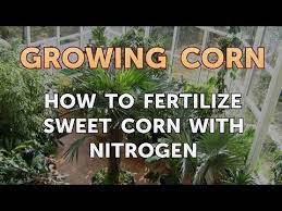 Corn leaf aphids (rhopalosiphum maidis) on sweet corn are generally of minor importance in south carolina. How To Fertilize Sweet Corn With Nitrogen Youtube