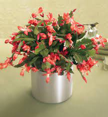 Check spelling or type a new query. Village Flower Shop The Ftd Winter Delight Holiday Cactus Kelowna Bc V1y 9s9 Ftd Florist Flower And Gift Delivery