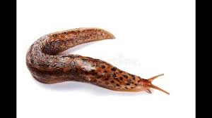 Becoming a member could be one of the best possible. Pest Management Flows To Bay