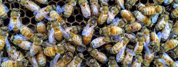 Download queen bees images and photos. Queen Bee Mating