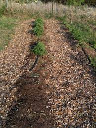 Do i have to rake them up and bag them? How To Make Mulch From Oak Leaves