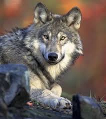 Kurt Bozkurt Turk Suskun Muratcelep Vahsi Hayvanlar Timber Wolf Hayvanlar