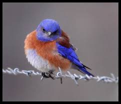 Blue Birds Native To Colorado All Dressed Up Estes Park Beautiful Birds Rocky Mountain National Park