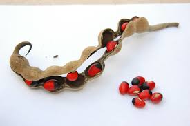 Image result for Erythrina madagascariensis