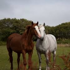 When you decide to make the big decision to purchase one, you must be experienced enough to ensure they receive everything they need to be happy and healthy. How To Take Care Of A Senior Horse Excel Supplements