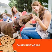 These natural dog treats are developed with tasty, nourishing ingredients to please you. Cloud Star Grain Free Oven Baked Buddy Biscuits Dog Treats All Natural Peanut Butter 14 Ounce Amazon Co Uk Pet Supplies