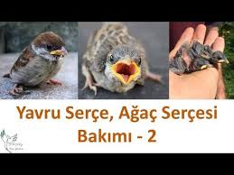 Yavru Serce Bakimi 2 Kisim Youtube 2020 Serum Hayvan Kus