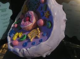 7th grade plant cell model 3d. 7th Grade Science 3 D Animal Cell 7th Grade Science 5th Grade Science Projects Cells Project