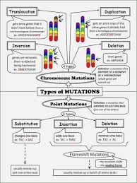 50 Dna Mutations Practice Worksheet Answer 2020