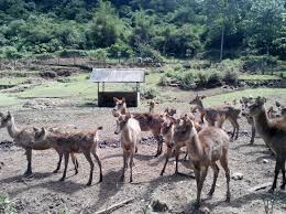 Apakah benar ada rusa di taman.bagi yang seringkali mengajukan pertanyaan apakah kantor pegadaian buka hari minggu atau tidak, sudah terjawab bukan. Harga Tiket Masuk Dan Peta Lokasi Ke Taman Hutan Raya Ir H Djuanda