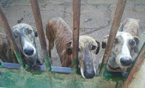 Check spelling or type a new query. Stop Spain S Yearly Greyhound Holocaust You Can Help Dogtime