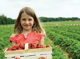 Flowers blooming in feb/march 2022 #pickyourownsunflowers. New Jersey S Best Pick Your Own Farms Best Of Nj