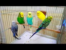 Cok Asiri Kizgin Disi Muhabbetkusu Horny Female Bird Youtube