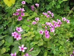 Image result for Oxalis debilis