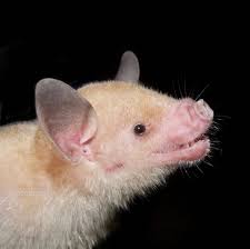 Image result for Baptorhachis foliacea