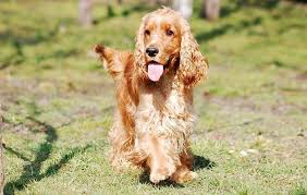 There may even be some variety within a litter. Curly Haired Dogs 14 Small Breeds