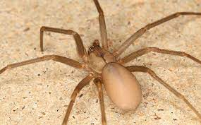 Brown recluse spider closeup of a large brown recluse spider casting a long shadow. What Every Fairfax Homeowner Ought To Know About Brown Recluse Spiders