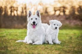 Berger Blanc Suisse Guzel Ve Akilli Coban Kopegi My Animals