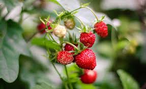 Die 20 Besten Erdbeersorten Fur Garten Und Balkon Erdbeerpflanzen Garten Erdbeeren